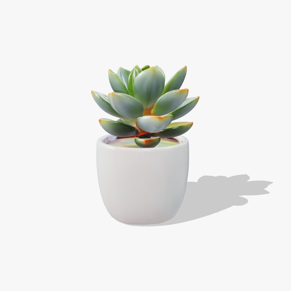 Succulent Plant in Ceramic Pot model pack